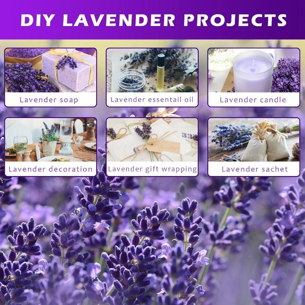 Dried Lavender Bundles, Natural Dried Lavender Flowers 280-300 Stems 16“ for Hom - Picture 7 of 9
